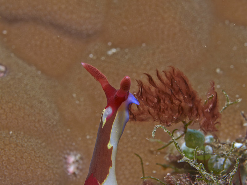 Nudibranch, Monkey Beach Wreck